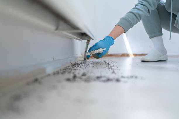 Best Termite Control Services  in Maryville, TN